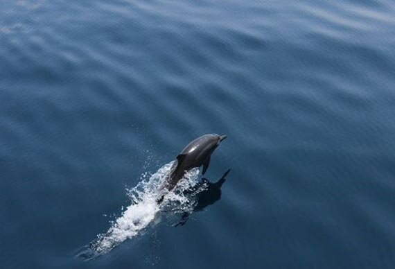 Шри-Ланка. Дельфин
