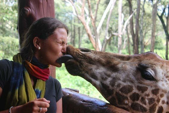 Поцелуй с жирафой. Найроби. Кения.