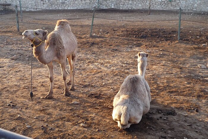 Верблюды в бедуинском поселении