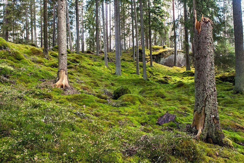 Национальный парк в Швеции