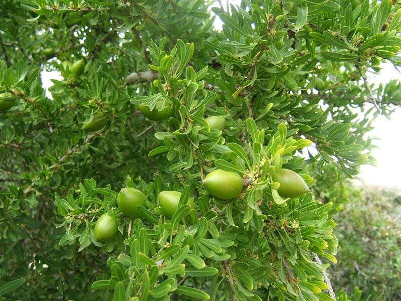 плоды арганы на дереве в "зеленый период"