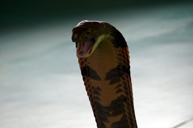 Королевская кобра, Пхукет