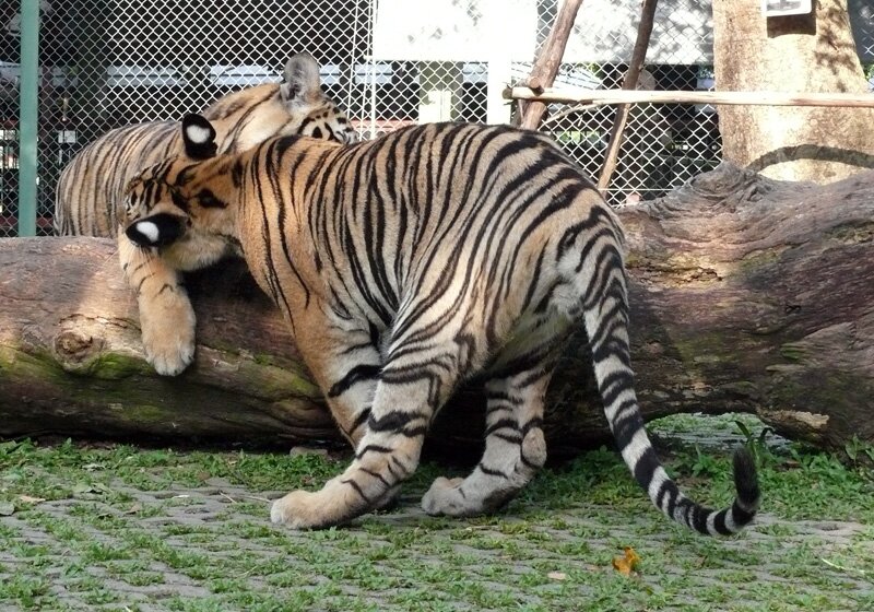 Возьня тигрят, Тигриное королевство. Пхукет