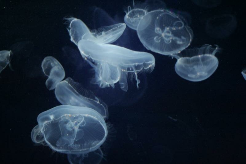Медузы, плавающие в абсолютно темном пространстве воды, заставляют подолгу стоять у аквариума