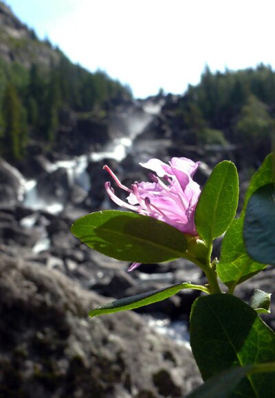 Цветок маральника в горах Алтая