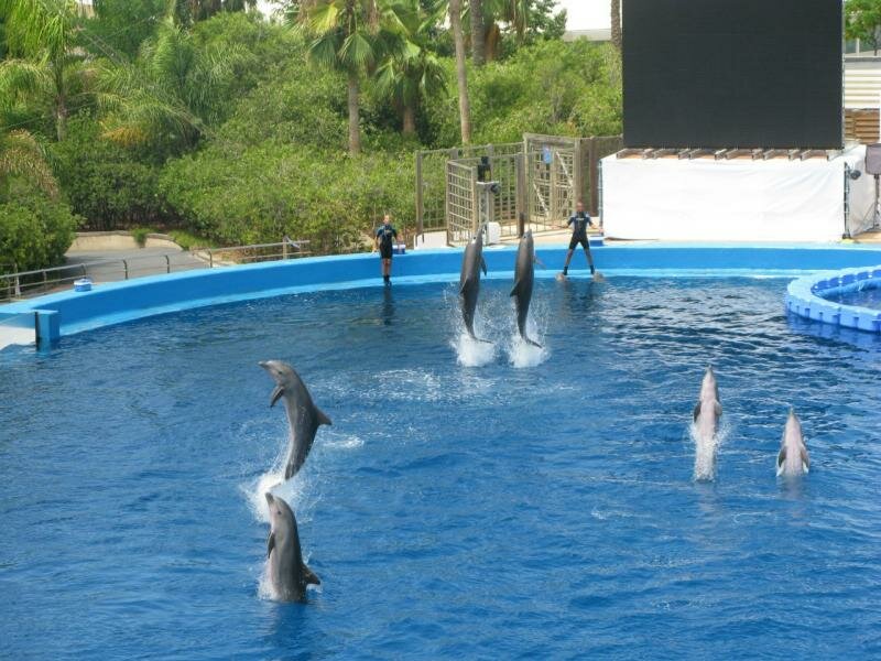 Дельфины определенно умнее, чем мы думаем
